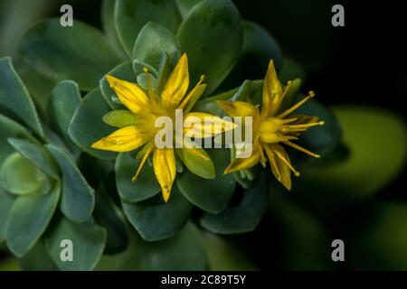 Fiori di Sedum palmeri (Sedum palmeri) Foto Stock