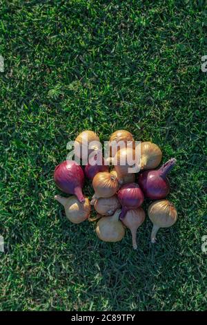 Cipolle, gialle e rosse su erba verde. Raccolta. Foto di alta qualità Foto Stock