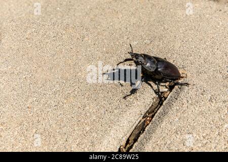 Primo piano della foto di grande stag-beetle femminile ( Lucanus cervicus ) su pavimentazione in calcestruzzo. Il barile europeo di stag è una delle specie più conosciute di barbabietola di stag Foto Stock