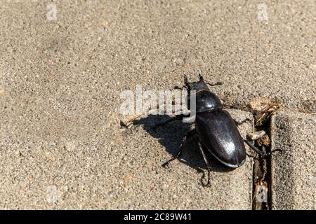 Primo piano della foto di grande stag-beetle femminile ( Lucanus cervicus ) su pavimentazione in calcestruzzo. Il barile europeo di stag è una delle specie più conosciute di barbabietola di stag Foto Stock