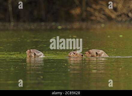 Giant Otter (Pteronura brasiliensis)  three adults swimming in river  Inirida, Colombia        November Stock Photo