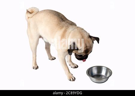 PUG con una ciotola isolata su sfondo bianco. Foto Stock