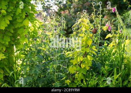 Humulus lupus 'Aureus' luppolo dorato che si estende dall'arco di trellis a sinistra della foto in un confine (in piante di echinops) attraverso rizomi sotterranei - Regno Unito Foto Stock