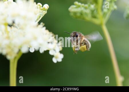Ape di miele (Apis mellifera) che raccoglie il polline dai fiori di ulmaria di Meadowsweet Filipendula, Scozia, Regno Unito Foto Stock