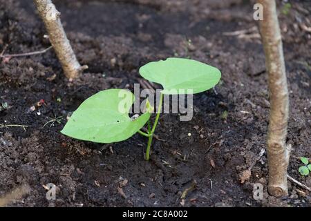 Pianta di fagiolo di corridore giovane piantata a fondo di fagiolo di nocciola pali Foto Stock