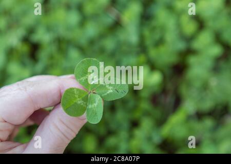 Primo piano della mano che tiene quattro foglie di trifoglio con sfondo sfocato del campo di trifoglio Foto Stock