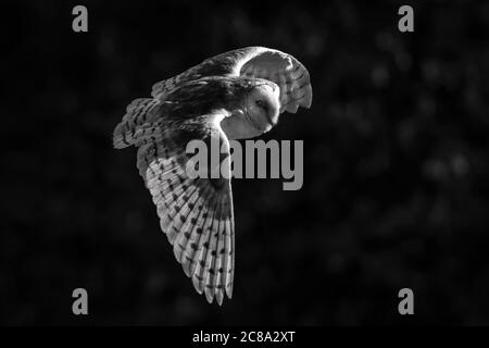 Comune Barn Owl, Tyto alba con ali aperte sparse in volo in basso attraverso prato prato bianco e nero foto di stock monocromatico Foto Stock