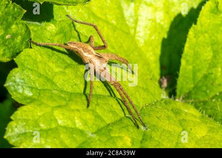 Pisaurina mira (nursery web ragno) una foto comune di scorta di insetti giardino e prato Foto Stock