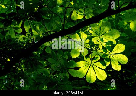 Ippocastano o albero del Conker (aesculus hippocastanum), che mostra le foglie inferiori di un albero di ritorno illuminato dal sole, isolato su uno sfondo più scuro. Foto Stock