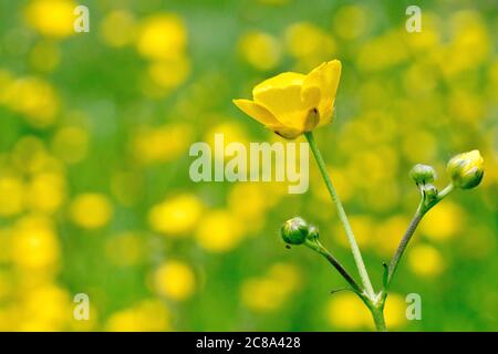 Prato Buttercup (ranunculus acris), primo piano di una singola pianta fiorente con gemme, isolato contro uno sfondo fuori fuoco. Foto Stock