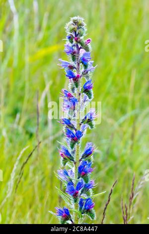 Viper's Bugloss (echium vulgare), primo piano di un singolo picco fiorito che cresce in erba lunga. Foto Stock