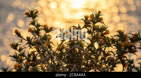 Fiori gialli, Scolymus hispanicus in fiore, sfondo bokeh luminoso, riflessi tramonto, Gridifloro giallo o comune tistola d'oro Foto Stock