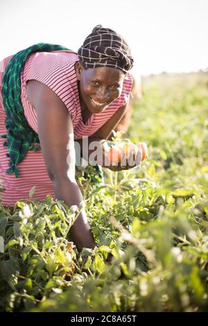 Una donna contadina raccoglie i pomodori nella fattoria della sua famiglia nella contea di Makueni, Kenya. Foto Stock