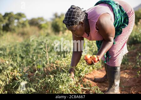 Una donna contadina raccoglie i pomodori nella fattoria della sua famiglia nella contea di Makueni, Kenya. Foto Stock