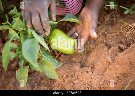 Peperoni verdi freschi crescono in una fattoria nella contea di Makueni, Kenya. Foto Stock