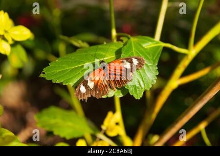 Farfalla con ali aperte e colorazione arancio e marrone con blottches bianchi e ali raggedy. Foto Stock