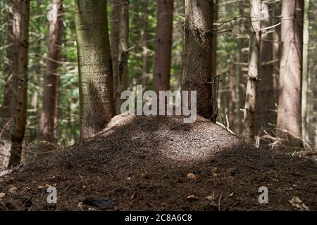 Grande nido di formica rufa nella foresta di abeti. Alberi di abete rosso sullo sfondo. Foto Stock