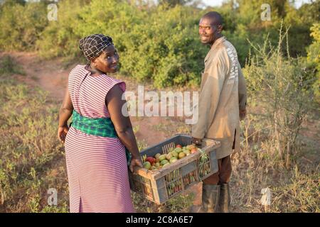 I contadini di marito e moglie lavorano insieme per raccogliere il loro pomodoro nella loro fattoria nella contea di Makueni, Kenya. Foto Stock