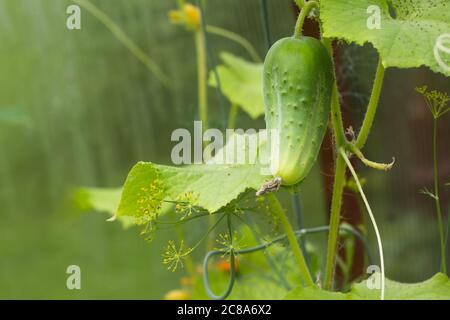 nella serra, un cetriolo verde pende su un raccolto branch.rich Foto Stock