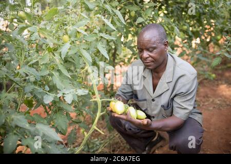 Un piccolo agricoltore maschile esamina il suo raccolto di pomodoro sulla vite nella sua azienda nella contea di Makueni, Kenya, Africa orientale. Foto Stock