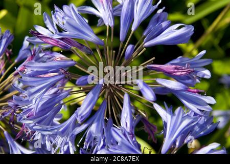 Agapanthus fiore al sole, Great Ocean Road, Victoria, Australia, Australasia Foto Stock