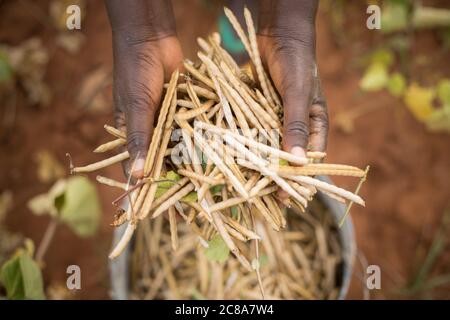 Un coltivatore detiene una manciata di fagioli mungs appena raccolti (aka grammo verde) nella contea di Makueni, Kenya, Africa orientale. Foto Stock
