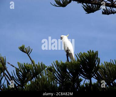 Cockatoo solforato arroccato su un albero panoramico, Great Ocean Road, Victoria, Australia, Australasia Foto Stock