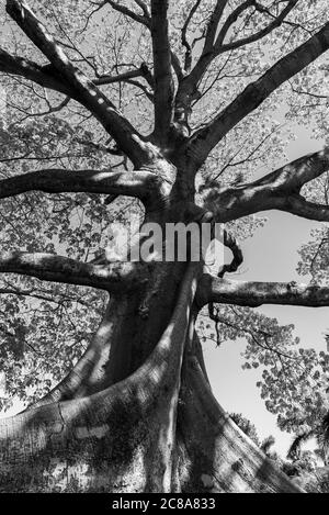 Foto in bianco e nero di tronco gigante di sequoia albero in prospettiva Foto Stock