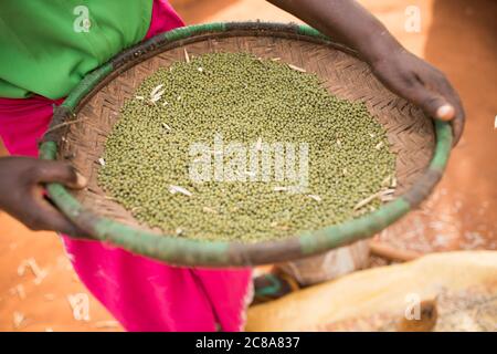 Una piccola azienda agricola winnows la sua coltura del fagiolo mung (aka grammo verde) sulla sua fattoria nella contea di Makueni, Kenia, Africa orientale. Foto Stock