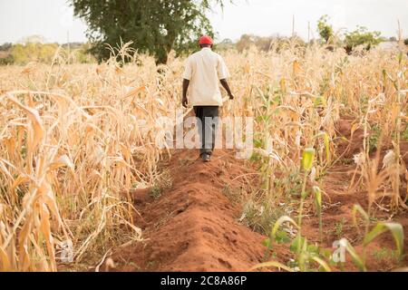 Tumuli allevati dirigono le piogge in terreni-riabilitanti Zai box sulla fattoria di Peter Mulwa nella contea di Makueni, Kenya. Progetto LWR Isaiah 58 - conto Makueni Foto Stock