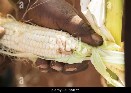 L'arma da verme, qui mostrata mangiare il mais di un coltivatore in Kenya, sta affliggendo la coltura di mais di molti agricoltori africani. Foto Stock