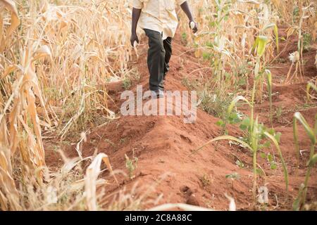 Tumuli allevati dirigono le piogge in terreni-riabilitanti Zai box sulla fattoria di Peter Mulwa nella contea di Makueni, Kenya. Progetto LWR Isaiah 58 - conto Makueni Foto Stock