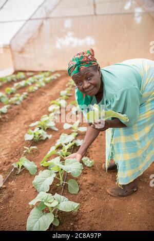 I membri di una cooperativa di donne coltivano verdure verdi in una serra nella contea di Makueni, Kenya, Africa orientale. Foto Stock