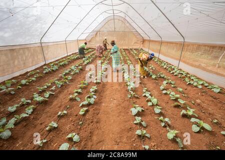 I membri di una cooperativa di donne coltivano verdure verdi in una serra nella contea di Makueni, Kenya, Africa orientale. Foto Stock