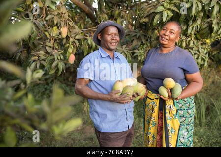 Una moglie e un marito raccolgono insieme i manga nella fattoria di famiglia nella contea di Makueni, Kenya, Africa orientale. Foto Stock