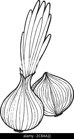 Pagina di colorazione cipolla illustrazione disegnata a mano Illustrazione Vettoriale