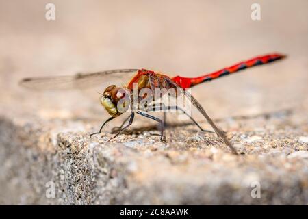 Primo piano di un piccolo dragonfly rosso e oro che riposa su una pietra al sole. Foto Stock