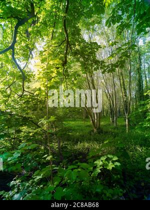Scenario paesaggistico nel bosco del Surrey Foto Stock
