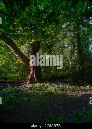 Scenario paesaggistico nel bosco del Surrey Foto Stock