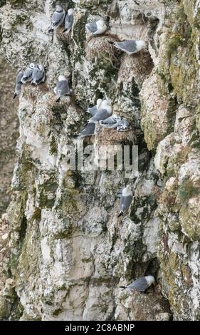 Gruppo di riproduzione di Kittiwake adulti con giovani giovani nel loro sito di nidificazione sulle scogliere di pietra calcarea a Bempton, Yorkshire, Inghilterra Foto Stock