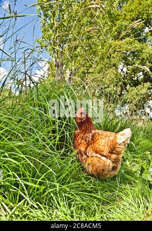 Pollo in un frutteto Foto Stock