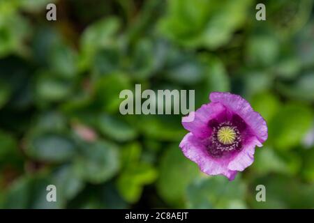 Primo piano di un fiore di papavero viola e di un piccolo fiore Foto Stock