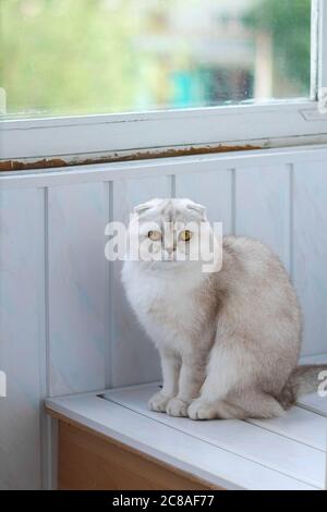 Gatto scozzese lop-eared sulla finestra Foto Stock