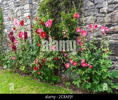 Un gruppo colorato di fiori di hollyhock che cresce contro un vecchio muro di mattoni a Dublino, Irlanda. Foto Stock