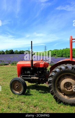 Un trattore in un campo di lavanda Foto Stock