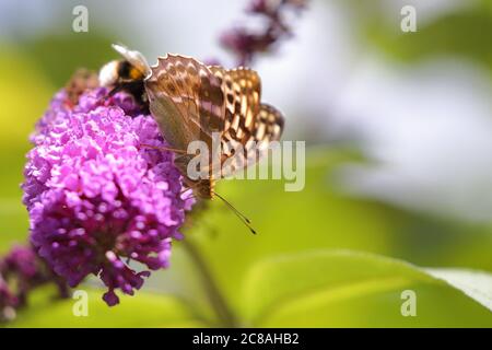 Frigia lavata con argento. Valezina forma di femmina. Foto Stock