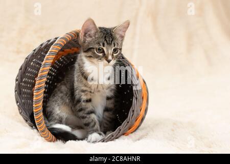 Carino gattino grigio tabby si siede in un cesto di vimini su uno sfondo di una coperta di pelliccia crema, spazio copia Foto Stock