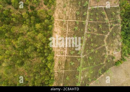 Vista aerea di banani nel distretto di Masaka, Uganda LWR Uganda progetto di SEMENTI giovanili. Febbraio 2018. Foto di Jake Lyell per il Luterano World Relief. Foto Stock
