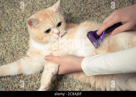 Furminator che combatte un simpatico gatto britannico cremoso. Cura degli animali domestici, concetto di cura del corpo Foto Stock