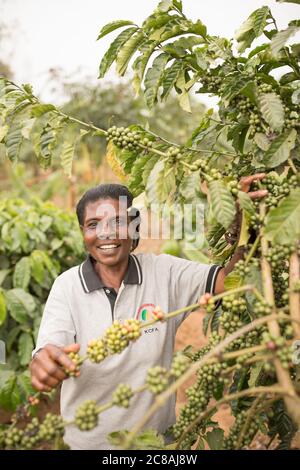 Un coltivatore di caffè commerciale esamina un albero di caffè pieno di ciliegie di caffè nel distretto di Rakai, Uganda, Africa orientale. Foto Stock